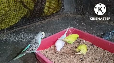 Budgies Breeding Formula Youtube