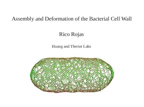 Pptx Assembly And Deformation Of The Bacterial Cell Wall Dokumentips