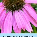 How To Harvest Coneflower Seeds Echinacea Single Girl S DIY