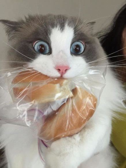 21 Funny Pictures Of Cat Thieves Caught Red Pawed Stealing Food We