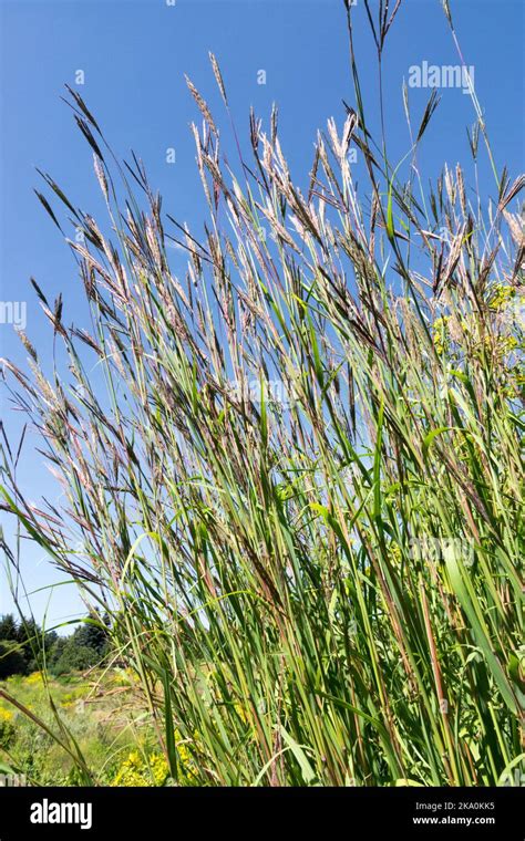 Big Bluestem Andropogon Gerardii Bluestem Grass Andropogon Turkey Foot