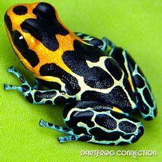 30 Ranitomeya Fantastica Red Headed Poison Frog Ideas Poison Frog