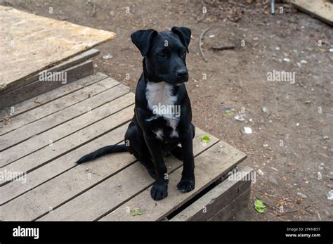 Roald Dahl Perros Fotograf As E Im Genes De Alta Resoluci N Alamy