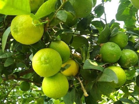 Orange Full Sun Exposure Lemon Plant For Fruits At Best Price In Lucknow