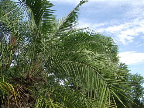 Tropical Days Photograph by Rani De Leeuw | Pixels