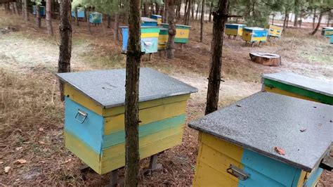 ПАСЕКА В ДЕКАБРЕ. - YouTube