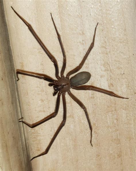 Brown recluse? : r/whatsthisbug