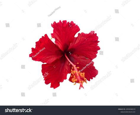 Red Hibiscus Popularly Known Bunga Raya Stock Photo 2059506572 ...