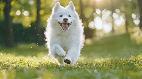 dog  samoyed dog summer setting white dog running  grass