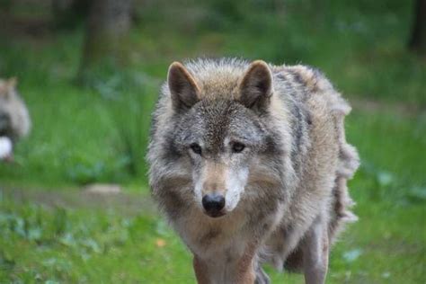 National Animal of Poland: Symbol of Poland