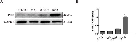 Peli1 Contributions In Microglial Activation Neuroinflammatory