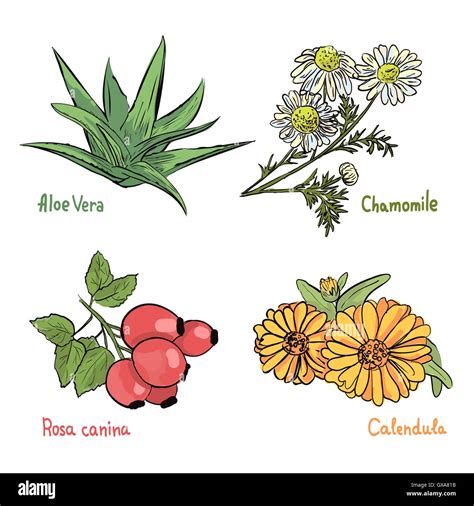 10 Dibujos De Plantas Medicinales Con Sus Nombres Porn Sex Picture