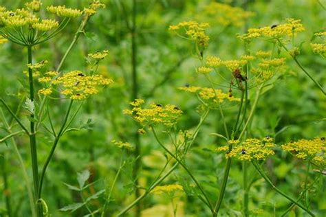 Wild Parsnip - Harmful Invasive Plant In The Adirondacks