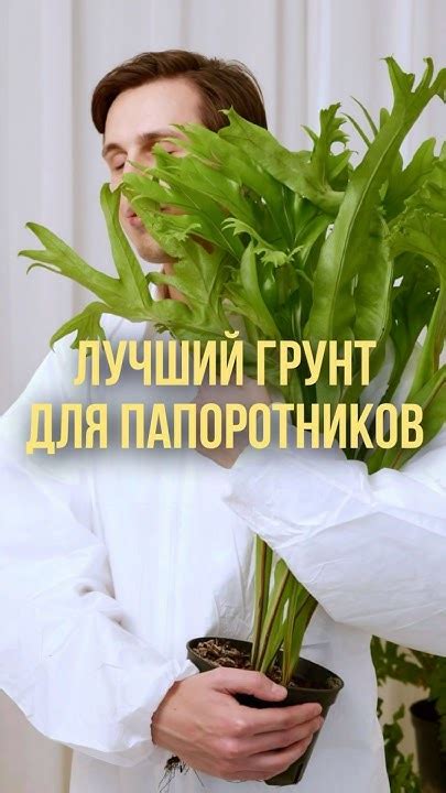 Грунт для папоротников #plants #грунт #папоротник - YouTube