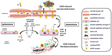 IJMS Free Full Text Cellular Senescence In The Lung The Central