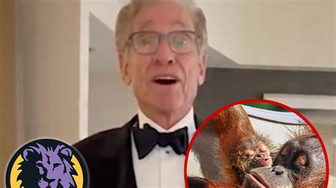 Maury Povich Steps In to Help Announce Paternity Of Baby Orangutan