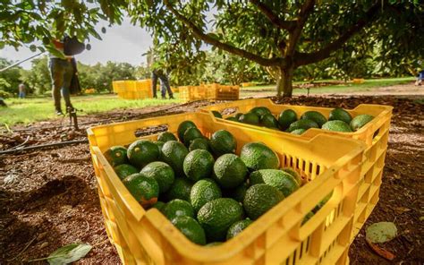 Más de 10 mil toneladas de aguacate de Jalisco cruzarán la frontera