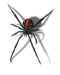 7 Best Redback Spider ideas | spider, black widow spider, redback spider