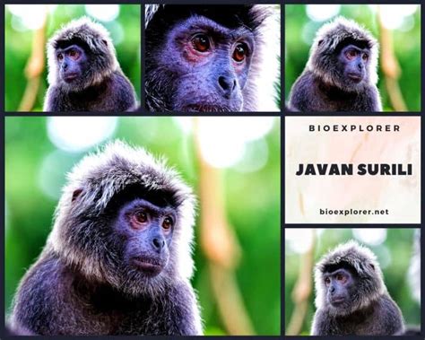 Javan Surili Characteristics | Presbytis Comata Facts | BioExplorer