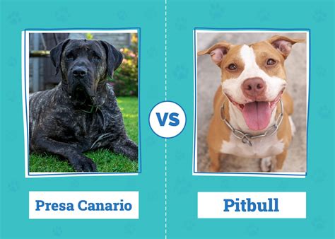 Presa Canario Vs Pitbull Notable Differences With Pictures Dogster