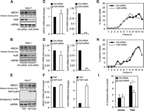 RNA Binding Protein HuR Regulates The Expression Of ABCA1 S Journal