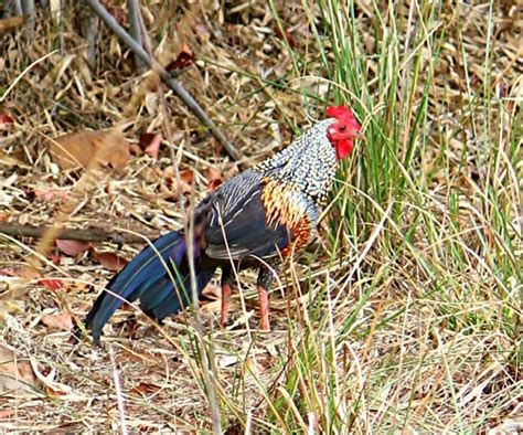 15 Most Beautiful Birds in India for Birdwatchers | WildlifeZones