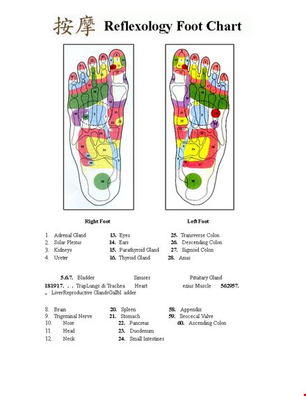 Basic Foot Reflexology Chart