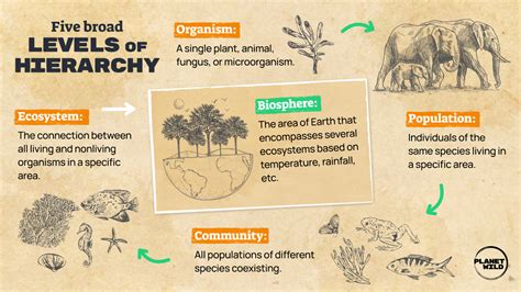 A Guide to Keystone Species: Definition & examples · Planet Wild