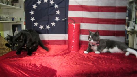 Happy July Th From My Cats Romulus Remus Part Youtube