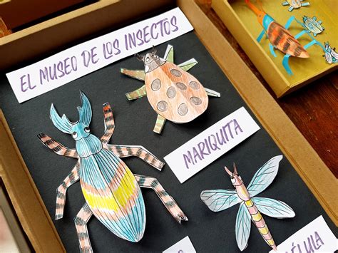 CREA TU PROPIA COLECCIÓN DE INSECTOS