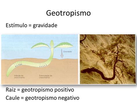 Geotropismo Negativo - Geotropismo Negativo PPT TEMAS SELECTOS DE BIOFISICA PROYECTO