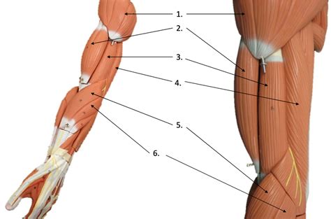 Muscles That Move The Forearm P2 Diagram Quizlet