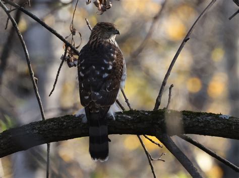 Ebird Qu Bec Checklist Oct Domaine De Maizerets Species