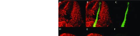 Dpp Expression In Usp Clones Each Row Of Images Shows A Single