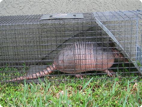 What Bait to Use to Catch Armadillos