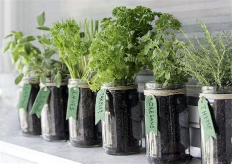 Container Herb Gardening For Beginners