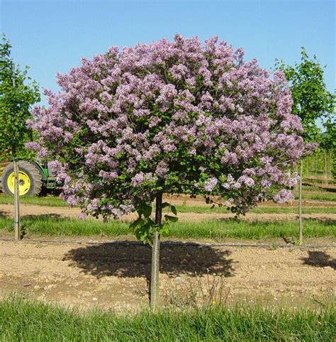 Lilas Nain De Cor E Sur Tige La Planterie