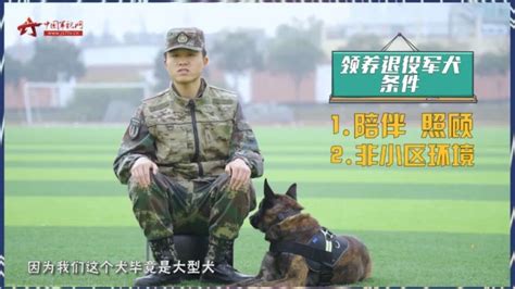 “二哈”到底能不能做军犬？收下这份军犬最全知识贴！一级军士长教你养犬！ 腾讯新闻