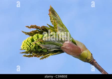 Sycamore Maple Leaf Buds Opening Acer Pseudoplatanus Stock Photo Alamy