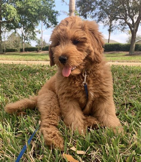 Mini Goldendoodle Generations F1 F1b F1bb F2 F2b F2bb F3 Etc