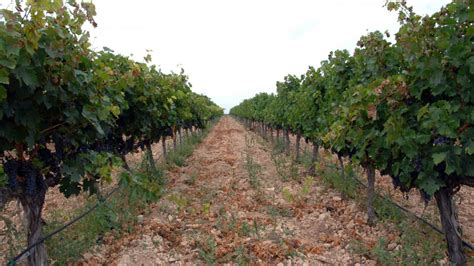 Agricultura Abona A Tarragona Els Ajuts Agroambientals