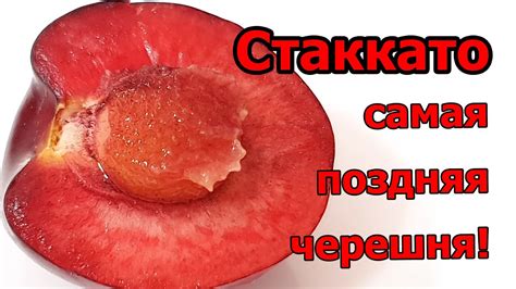 Черешня Стаккато на 25 июля 2020 г. Подводим итоги и делаем выводы ...