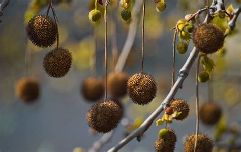 Sycamore Tree Fruit Balls