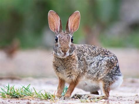 Wild Bun Stands For Peanuts 🥜 Rbunniesstandingup