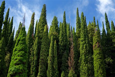 Tipos De Ciprestes Para Jardins BRAINCP