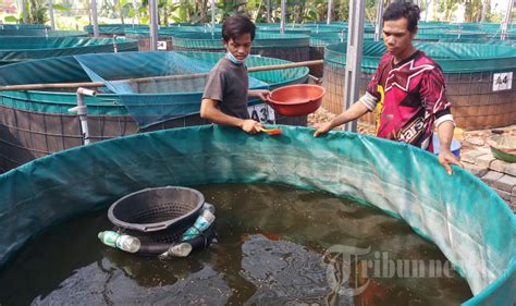 Jamaah Masjid Al Ikhlas Budi Daya Benih Ikan Lele Sangkuriang Foto