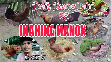 IBA T IBANG LAHI NG INAHING MANOK YouTube