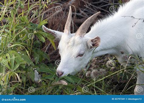 White Goat Chewing Grass Stock Image Image Of Milk Field 43797341