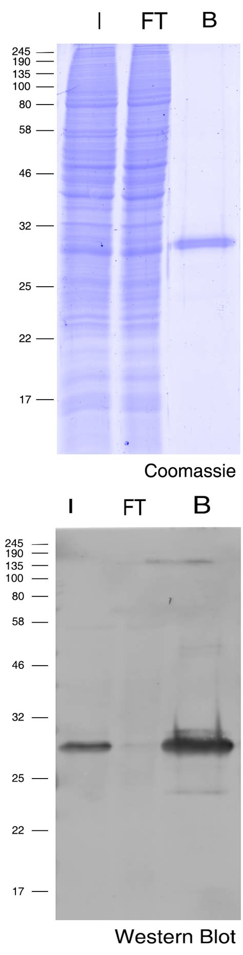 Turbogfp Trap Magnetic Agarose Kit Proteintech