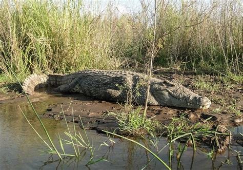 Nile Crocodile Facts and Pictures